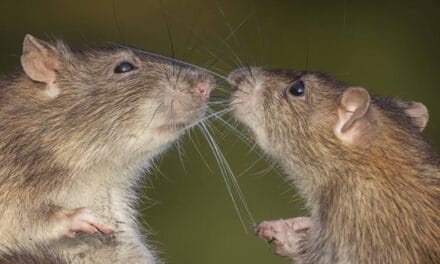 These ‘Jedi Rats’ Have an Invisible Trick That Can Move Matter Remotely