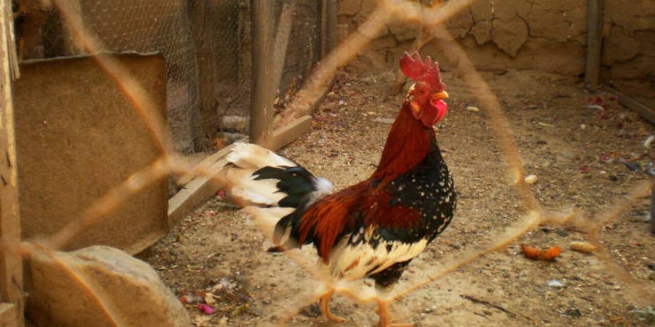 French Couple Get Sued by Neighbor Because Their Rooster Crows Too Loudly