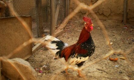 French Couple Get Sued by Neighbor Because Their Rooster Crows Too Loudly