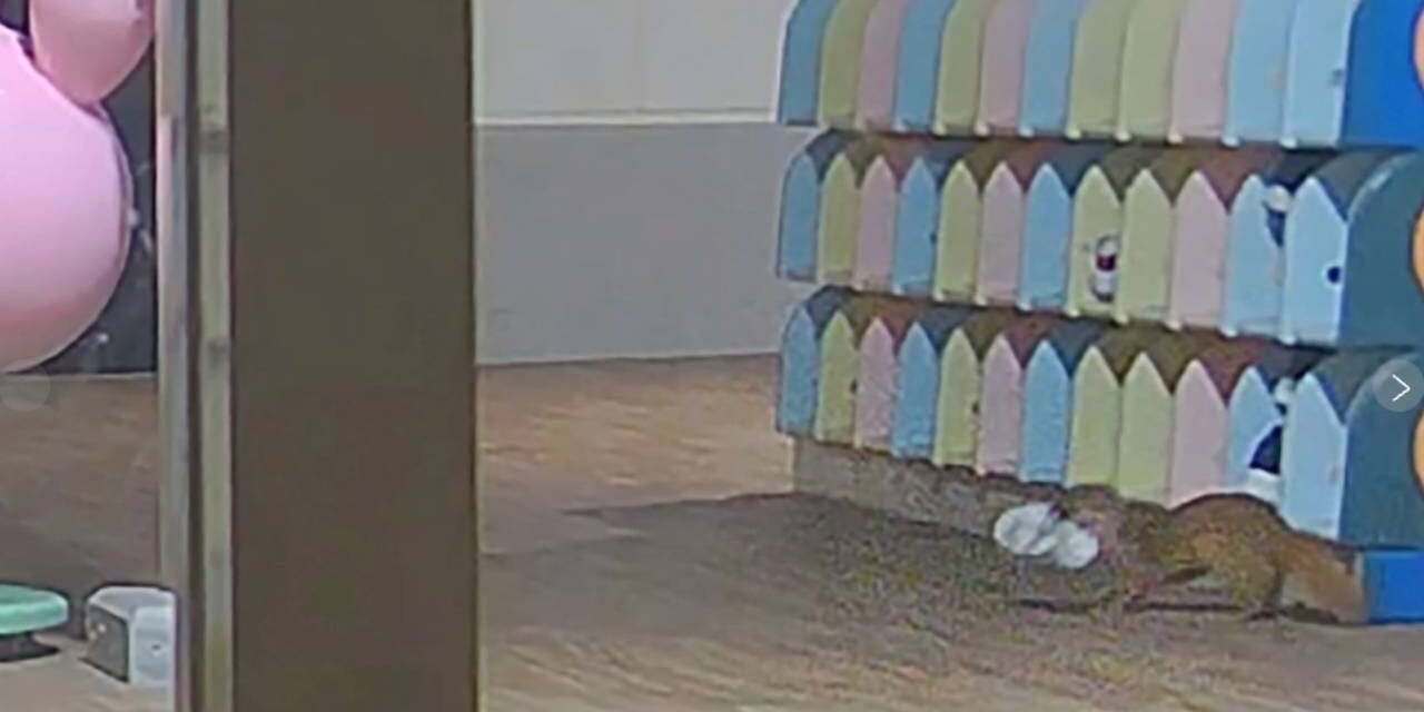 Stolen shoe mystery solved at Japanese kindergarten when security camera catches weasel in the act