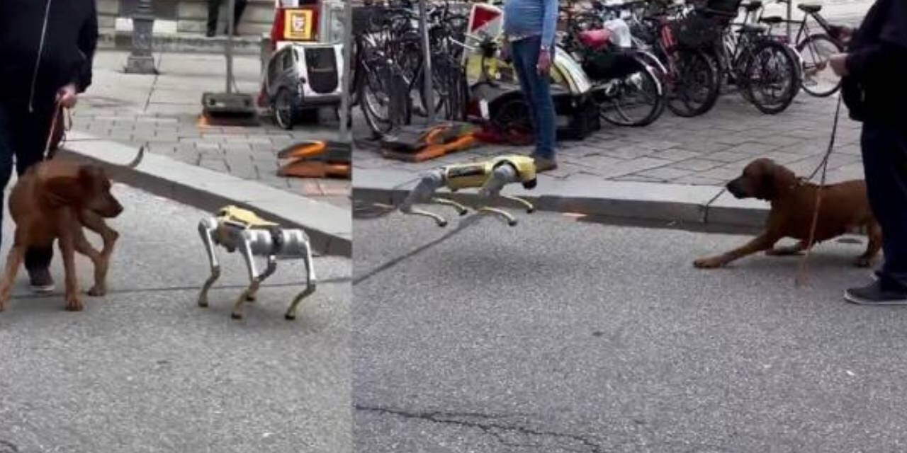 Real Dogs’ Reaction to Robodogs is Terrifying