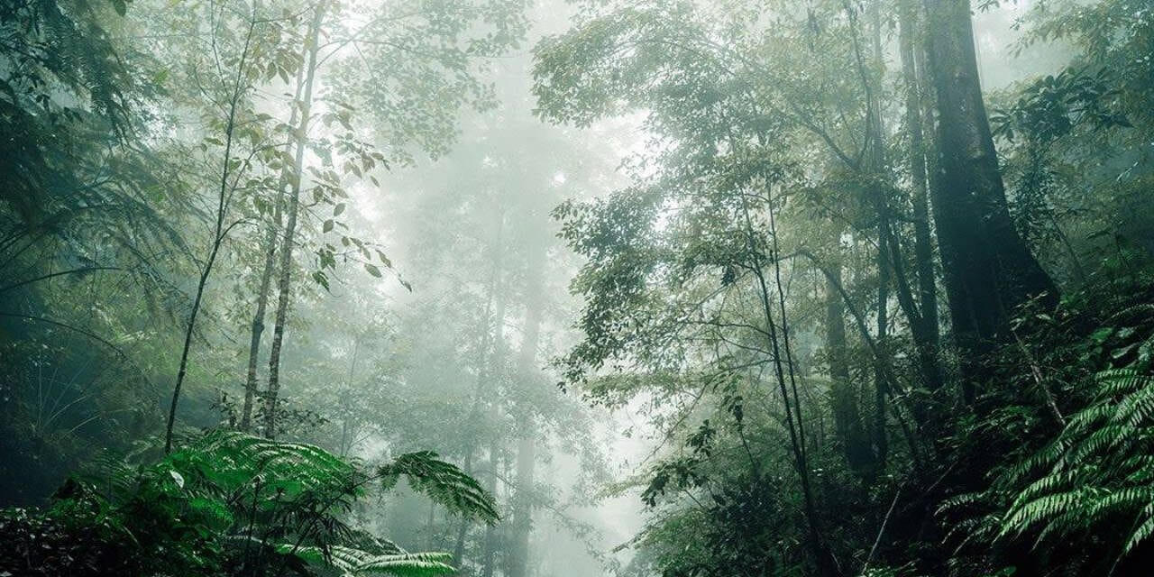 Scientists Find Evidence of an Ancient Rainforest in Antarctica