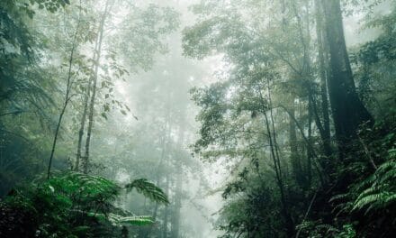 Scientists Find Evidence of an Ancient Rainforest in Antarctica