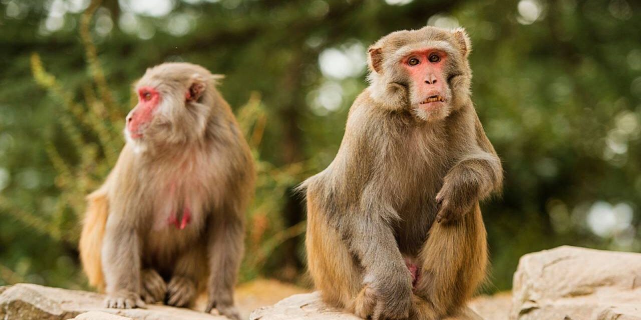 Forty monkeys escape from research facility in South Carolina