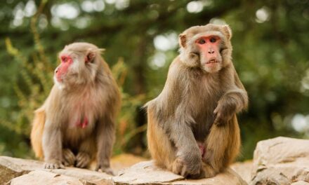 Forty monkeys escape from research facility in South Carolina