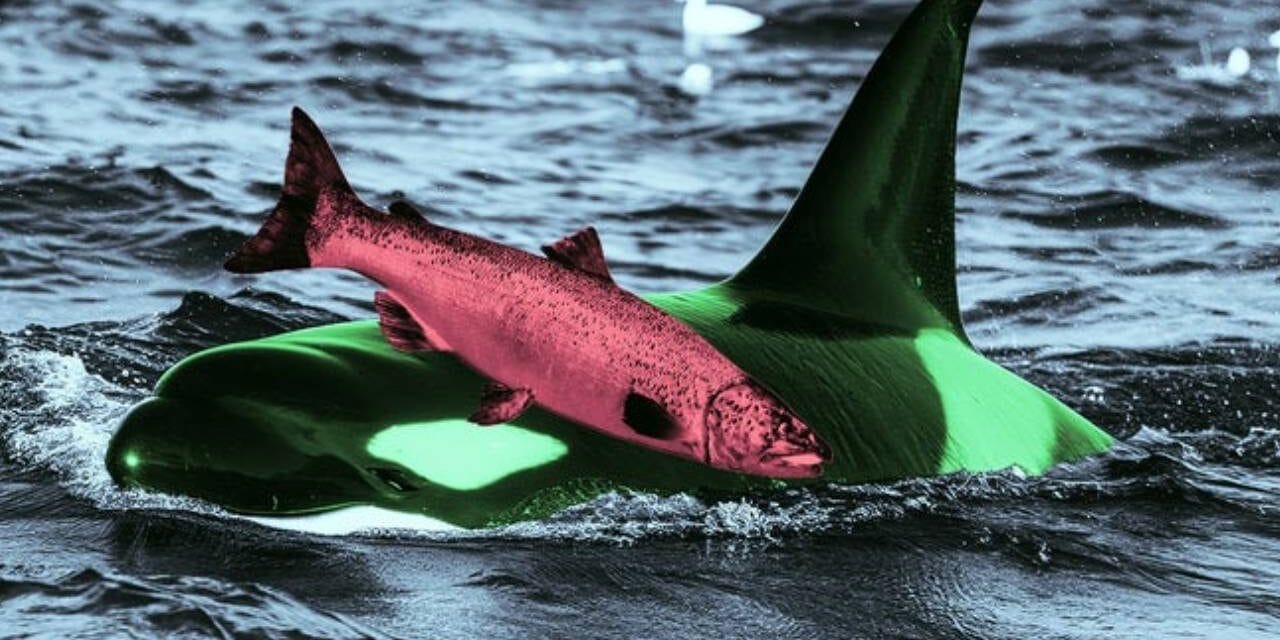 Scientists Baffled by Orcas Wearing Dead Salmon as Hats