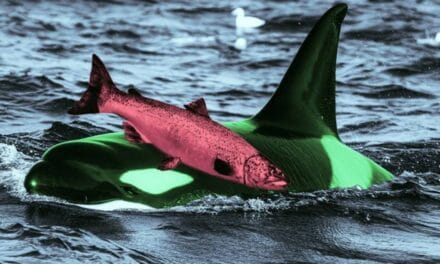 Scientists Baffled by Orcas Wearing Dead Salmon as Hats