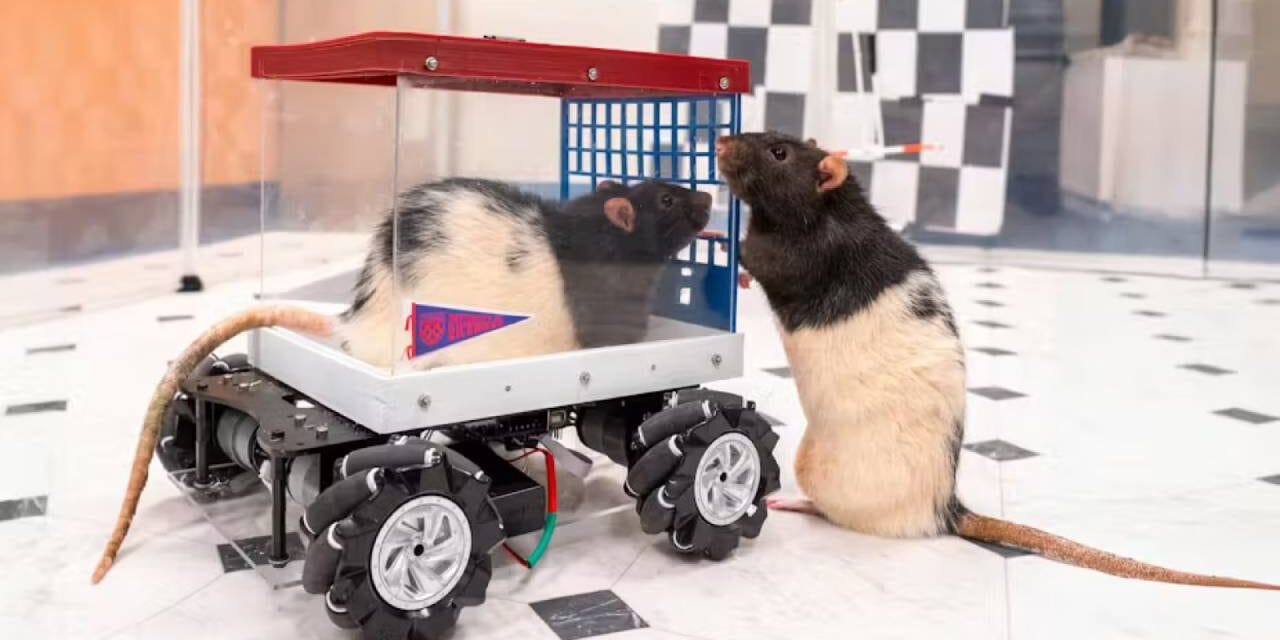 Scientists Teach Rats to Drive Tiny Cars, Discover That They Love Revving the Engine