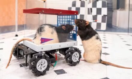 Scientists Teach Rats to Drive Tiny Cars, Discover That They Love Revving the Engine