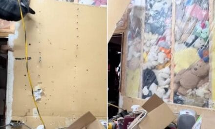 Couple find walls filled with stuffed animals in bizarre discovery