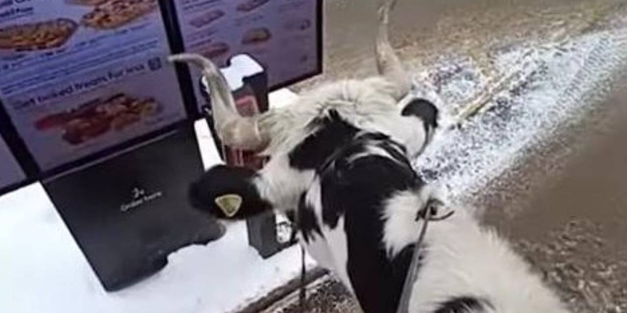 Pet steer causes a stir at Tim Hortons drive-through