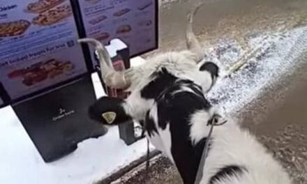 Pet steer causes a stir at Tim Hortons drive-through