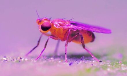 China Deploys Fruit Flies in Space Station