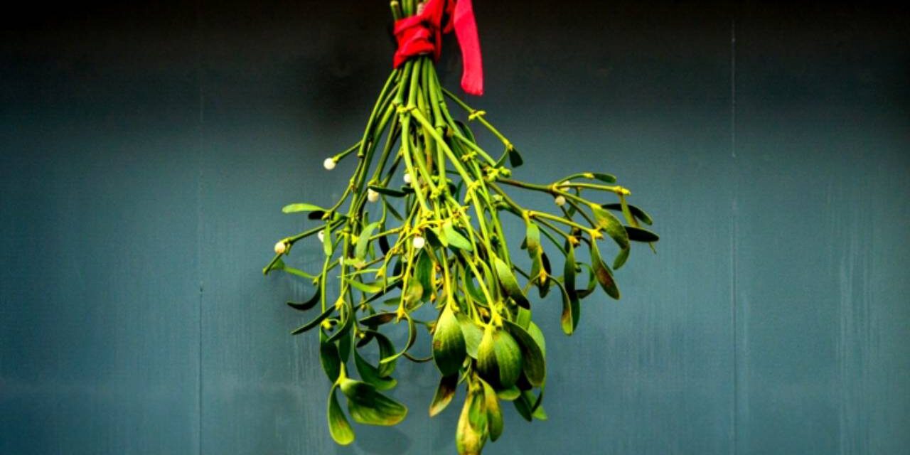 Mistletoe Actually Has a Surprisingly Powerful Healing Effect