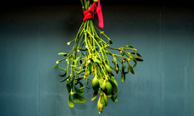 Mistletoe Actually Has a Surprisingly Powerful Healing Effect