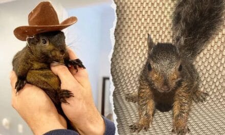 Peanut the squirrel’s owners are suing New York for ‘executing’ their pet