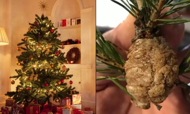 People urged to check their Christmas trees for clumps and warned to remove them immediately