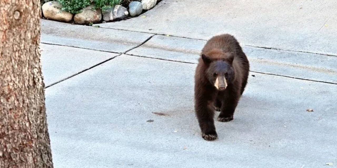 Bear Shot After Attacking Man on Residential Street