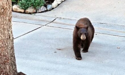 Bear Shot After Attacking Man on Residential Street