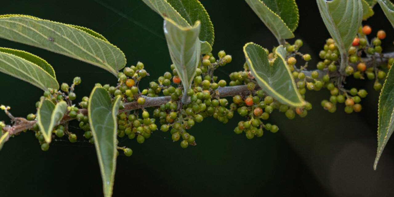 Cannabis Compound Discovered Inside Totally Different Plant