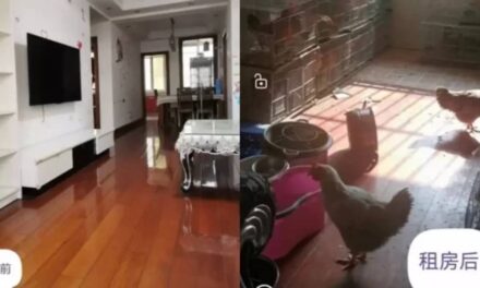 Landlord Shocked to Find His Rented Apartment Turned into Chicken Coop