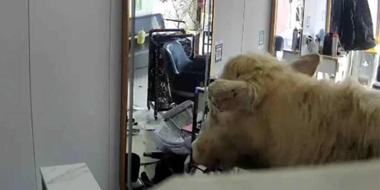 Haircuts interrupted when cow forces its way into barbershop