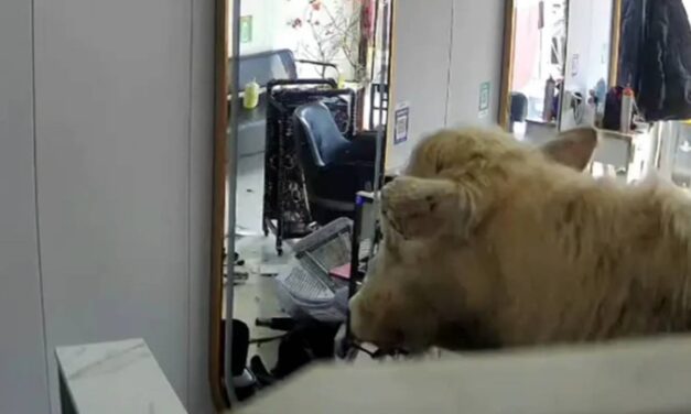 Haircuts interrupted when cow forces its way into barbershop