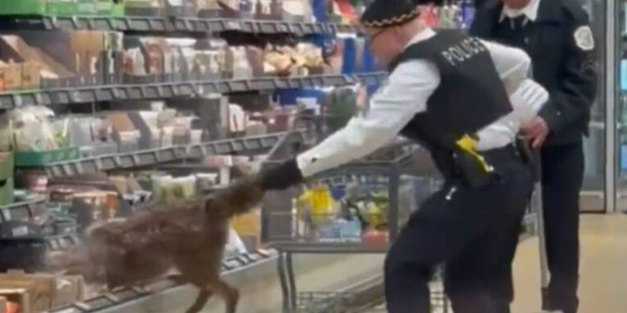 Coyote makes ‘a mistake,’ winds up in Aldi refrigerated shelf