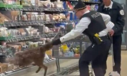 Coyote makes ‘a mistake,’ winds up in Aldi refrigerated shelf