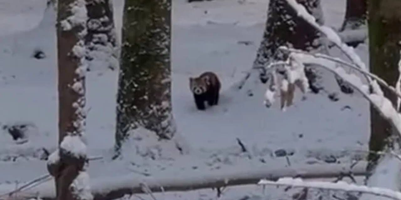 Snowstorm helps red pandas escape from zoo enclosure