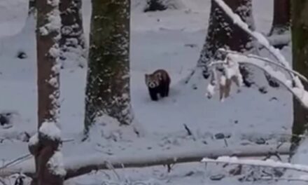 Snowstorm helps red pandas escape from zoo enclosure