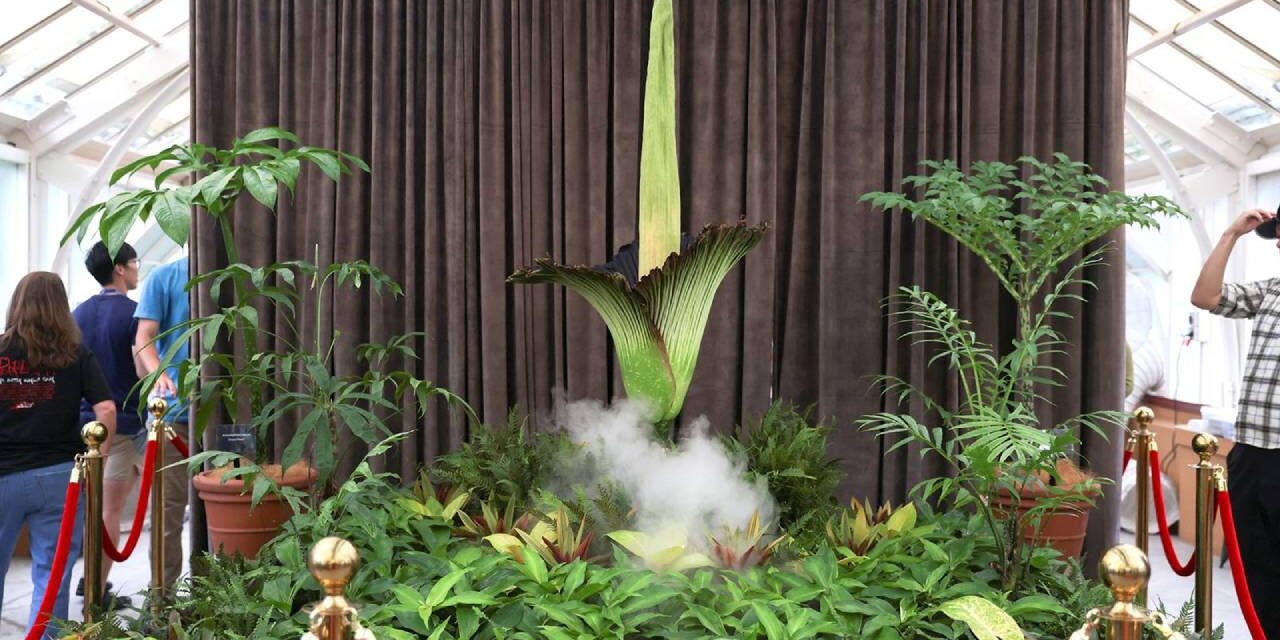 Corpse flower: Plant with ‘deadly’ stench pulls huge crowds for rare bloom in Sydney