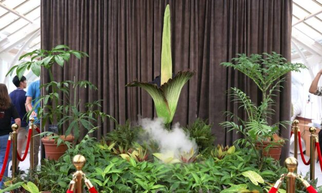 Corpse flower: Plant with ‘deadly’ stench pulls huge crowds for rare bloom in Sydney