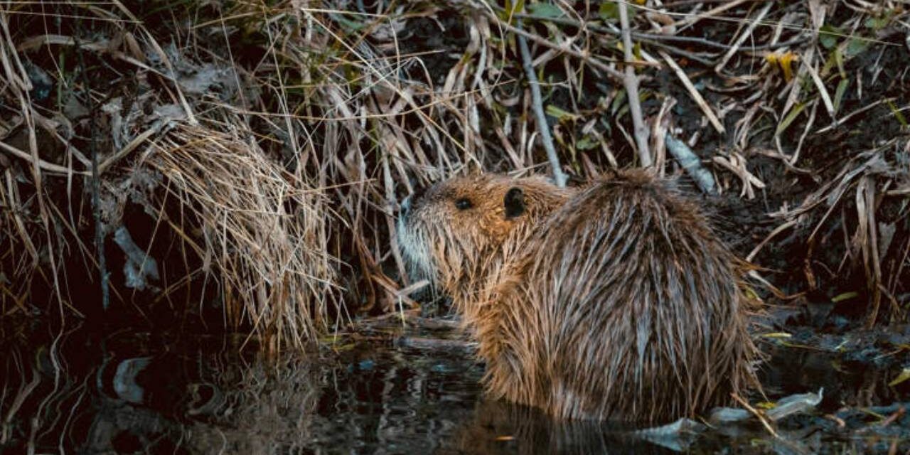 Beavers Take 2 Days to Build Dams The Government Had Been Planning for 7 Years