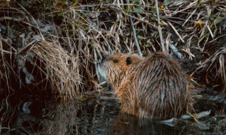 Beavers Take 2 Days to Build Dams The Government Had Been Planning for 7 Years