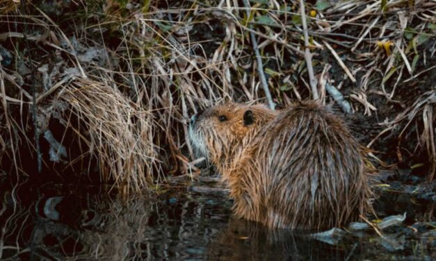 Beavers Take 2 Days to Build Dams The Government Had Been Planning for 7 Years