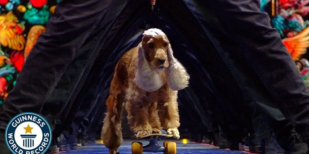 Skateboarding dog breaks human tunnel world record