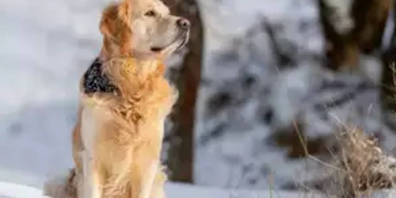 Chernobyl dogs are evolving, nuclear radition changing their genes