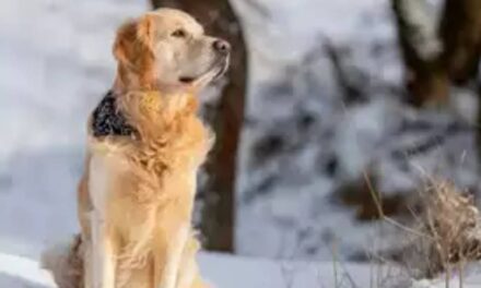 Chernobyl dogs are evolving, nuclear radition changing their genes