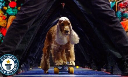 Skateboarding dog breaks human tunnel world record