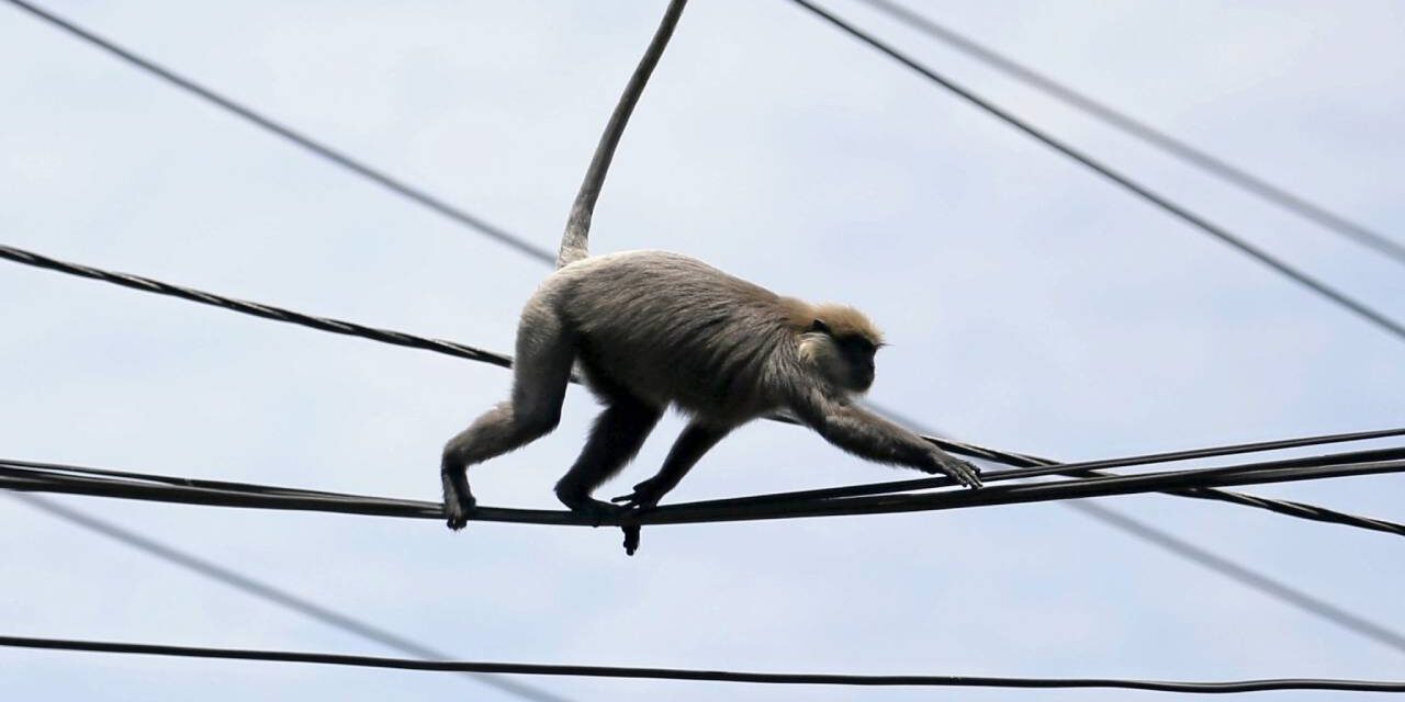 Nationwide power outage in Sri Lanka blamed on a monkey