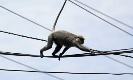 Nationwide power outage in Sri Lanka blamed on a monkey