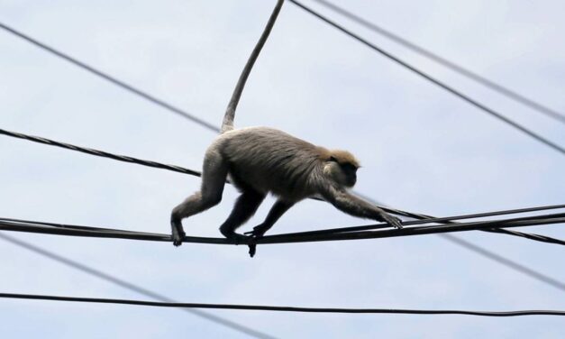 Nationwide power outage in Sri Lanka blamed on a monkey