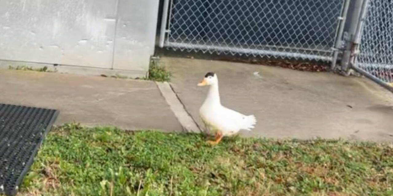 ‘Bernice’ the duck apprehended after breaking into Georgia jail