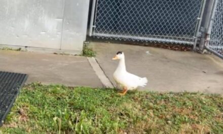 ‘Bernice’ the duck apprehended after breaking into Georgia jail