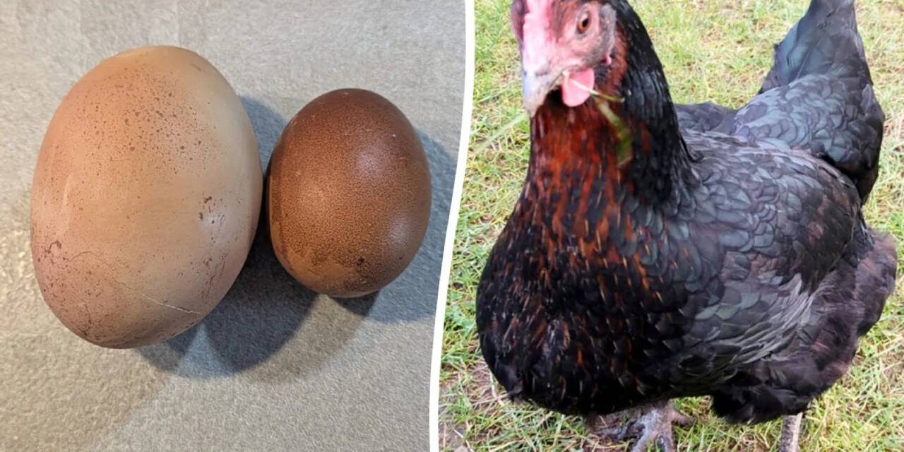 Family’s chicken lays ‘ginormous egg’ 3 times the normal size