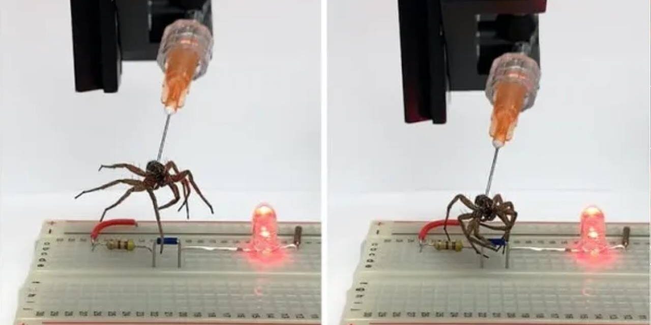 Scientists Use Dead Spiders as Claw Machines