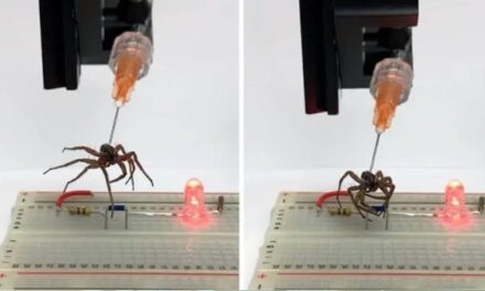 Scientists Use Dead Spiders as Claw Machines