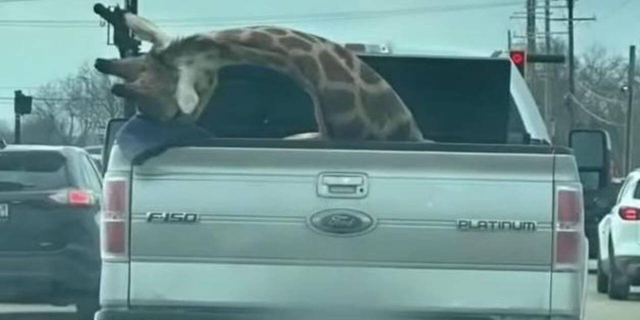 Viral photos show giraffe being transported in back of pickup truck