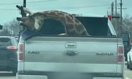 Viral photos show giraffe being transported in back of pickup truck